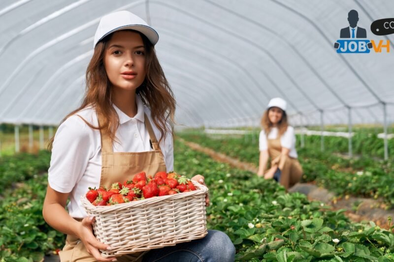 Fruit Farm Worker Jobs in Canada 2026 | 15+ New Jobs